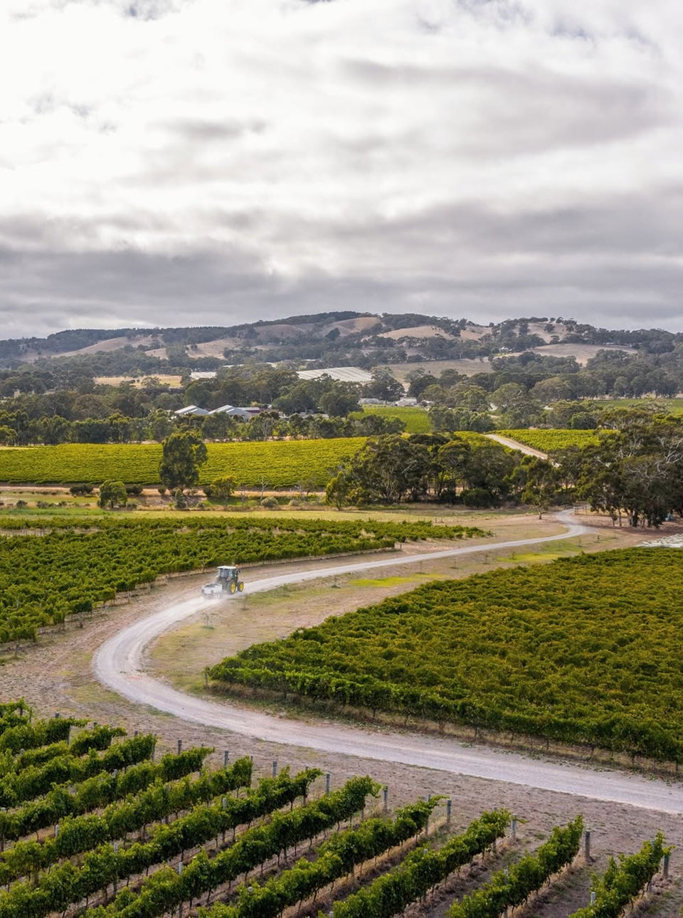 Our Vineyard