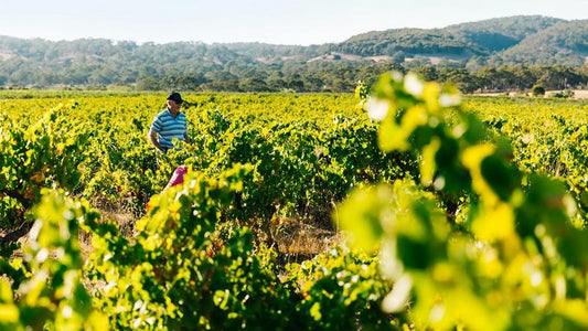 Here's cheers Australia's 52 top wineries - Yangarra Estate Vineyard