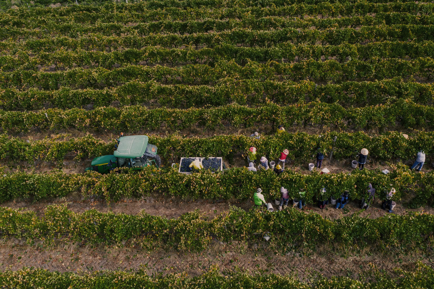Aerial view of people harvesting grapes in a vineyard