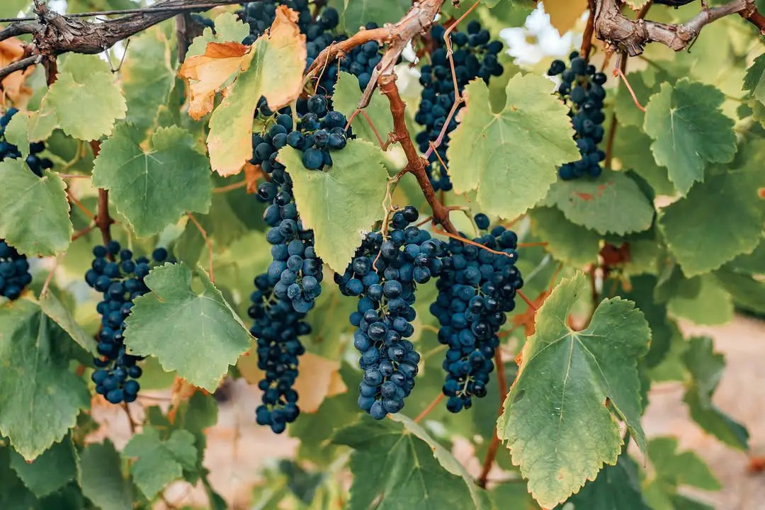 Close-up of Clarendon Vineyard dark green grapes on a vine with leaves