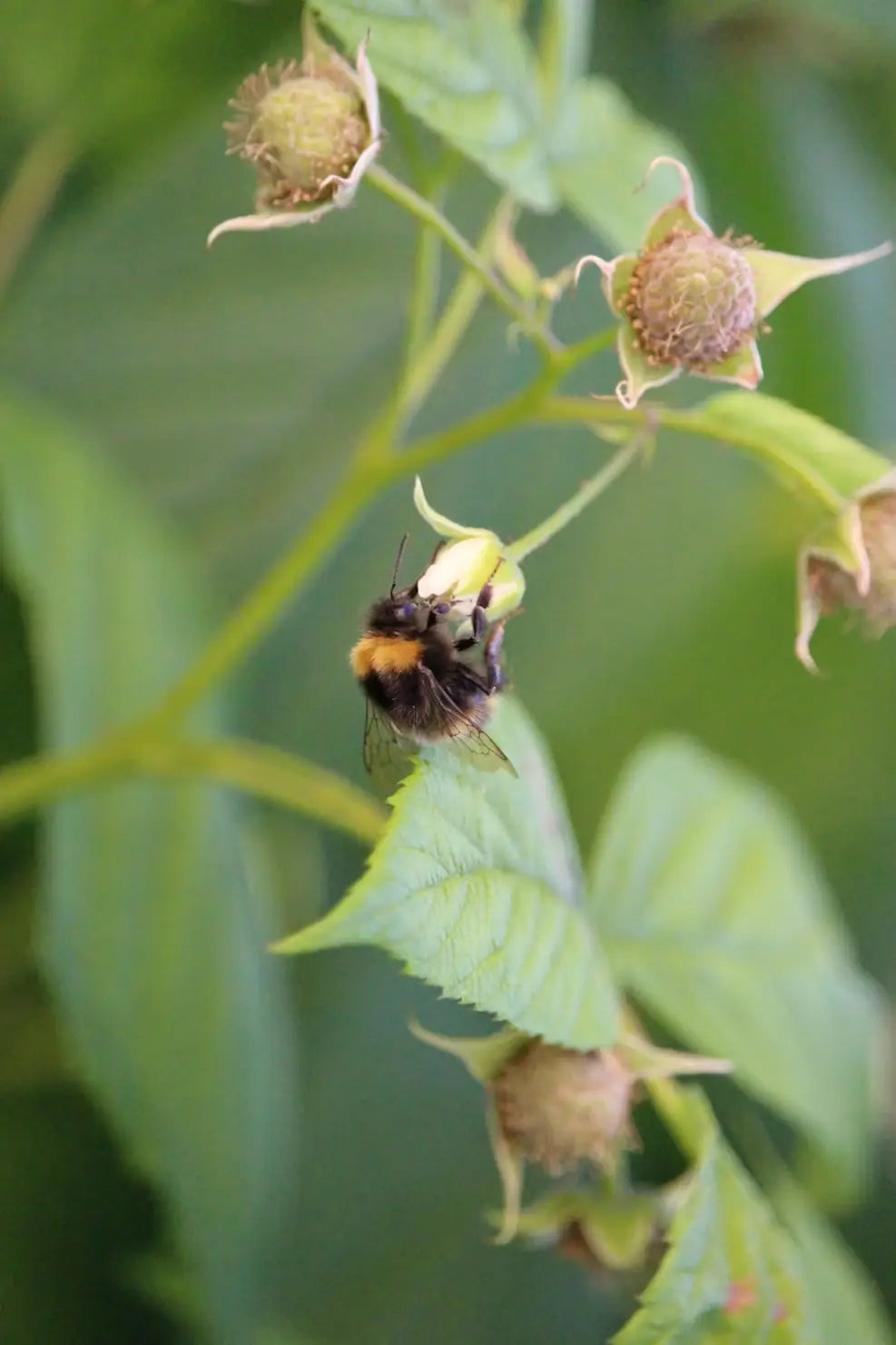 Bumblebee on a green leaf with blurred background