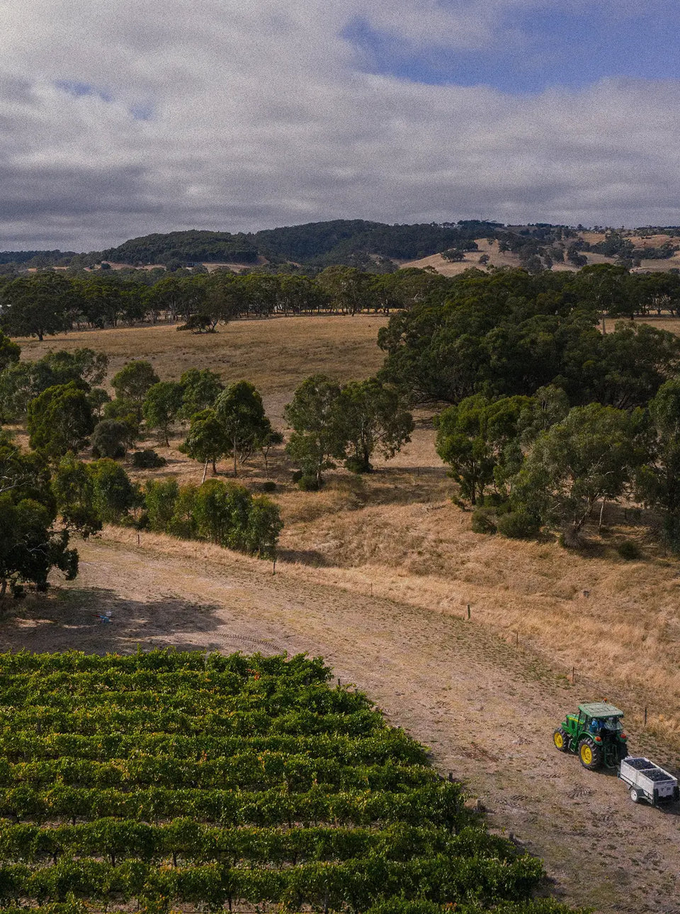 Our Vineyard